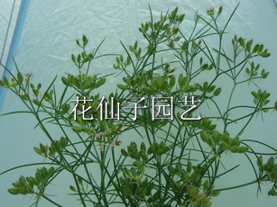 cumin