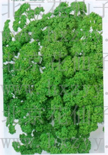 parsley